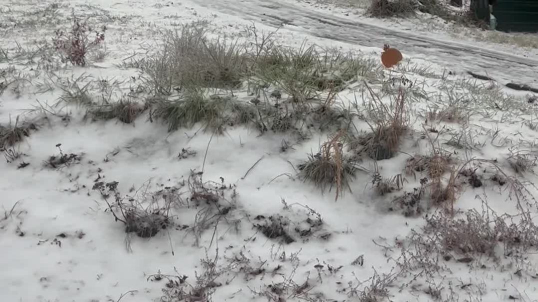 ⁣Georgia Snow Day! 2025